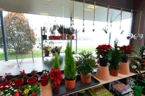 Plantas y exposición de la tienda Factoría de Paisaje en Simancas